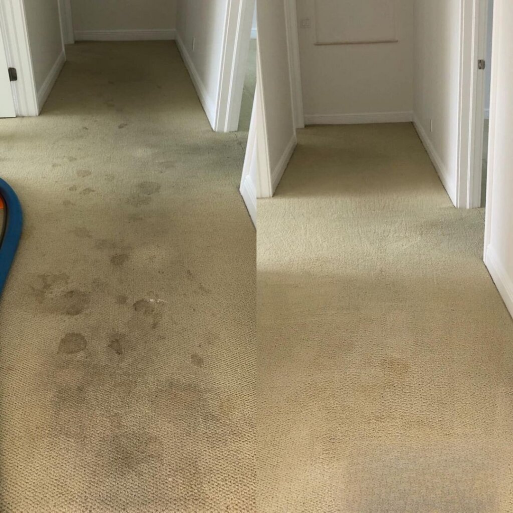 Deep Carpet Cleaning in Palm Beach County – Book Your Professional Service Now!