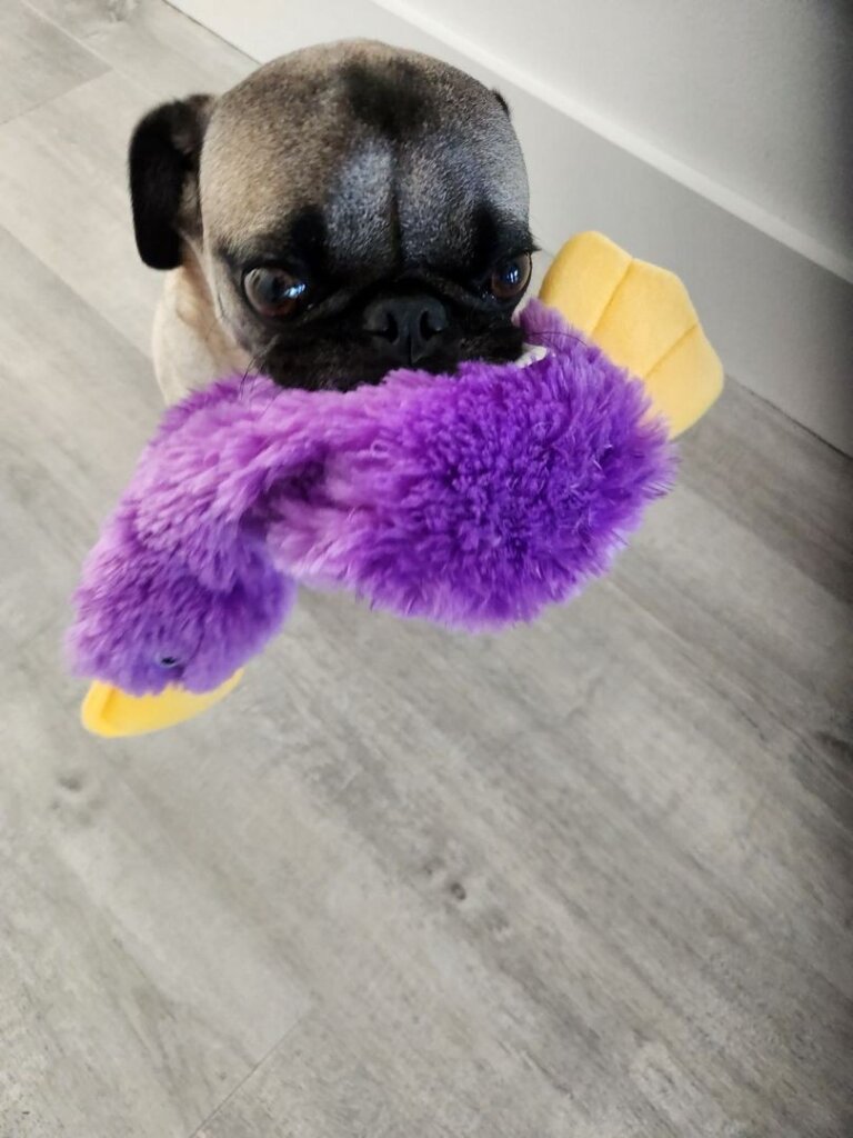 Expert Pet Stain & Odor Removal in West Palm Beach, FL – Get a Fresh & Clean Home Today!