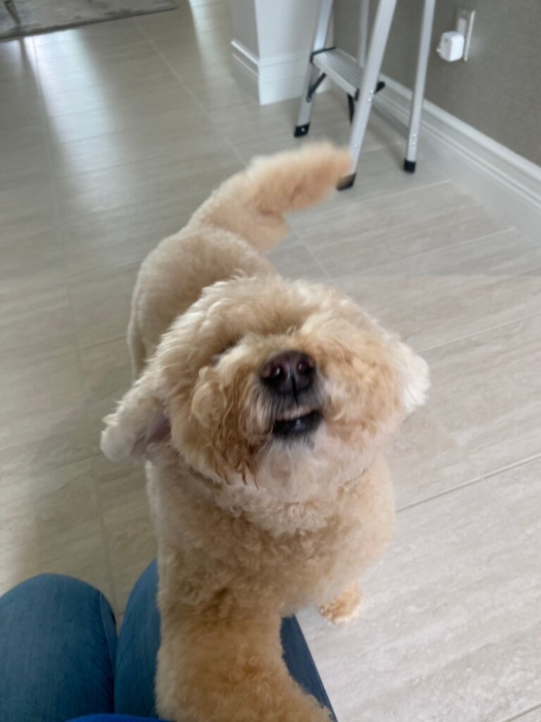 Pet Stain & Odor Removal Service – Serving Palm Beach County and Nearby Areas. Call for a Free Estimate!