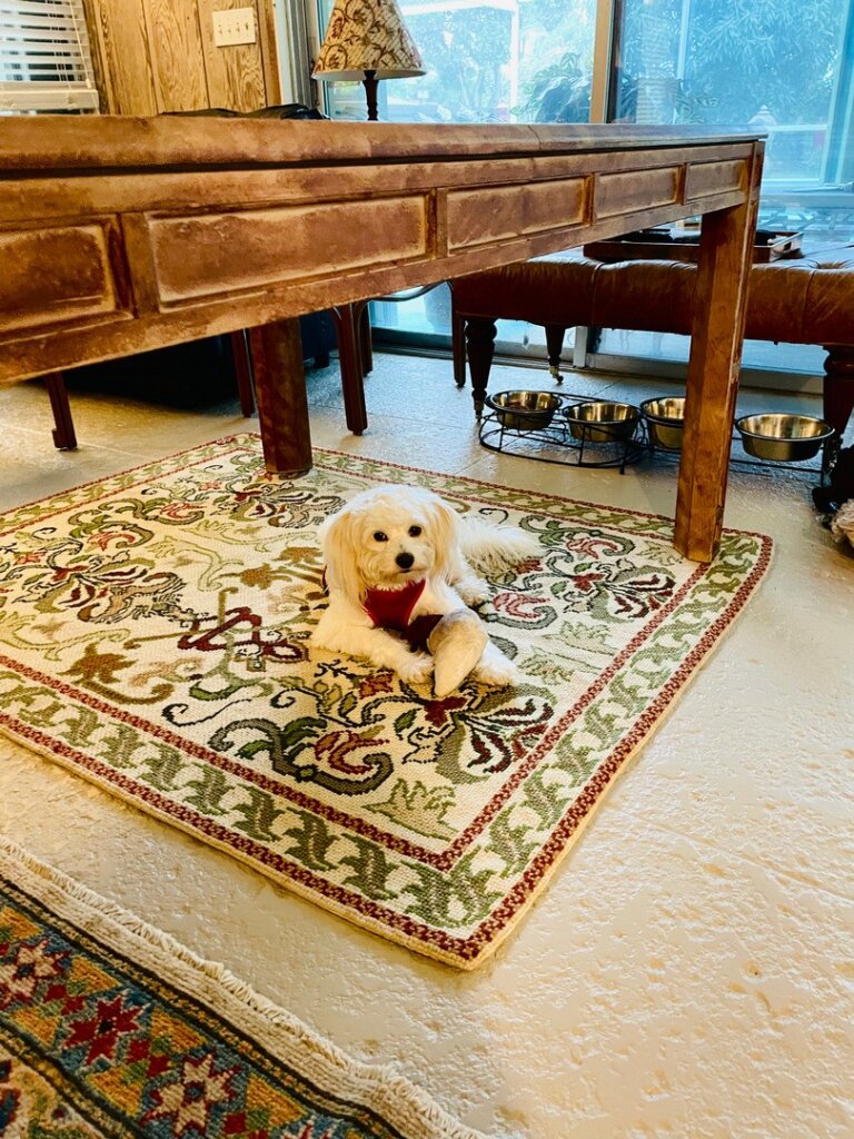 West Palm Beach, FL Carpet Cleaning Service – Fresh, Clean, and Odor-Free!