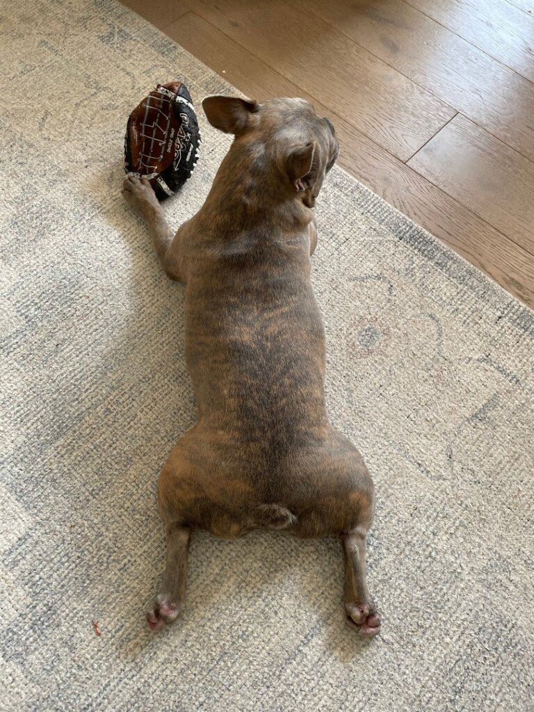 Pet Stain & Odor Removal Service in West Palm Beach, FL. Give us a call for a free quote!