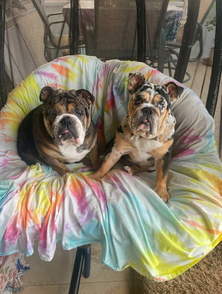 Pet stain and odor removal service - serving West Palm Beach and many more! Give us a call for a free quote.