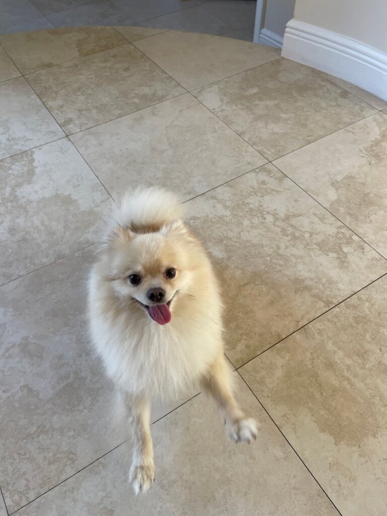 Say Goodbye to Pet Stains! Professional Odor Removal in West Palm Beach, FL. Book Now!